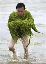 海藻