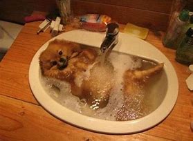風呂に入ってる犬