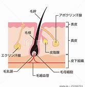 頭皮の構造