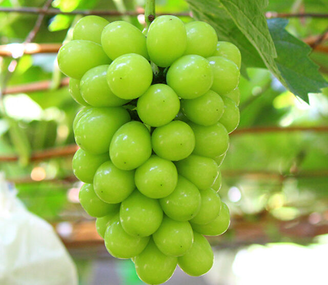 行列のできるフルーツ屋さんの【ブドウ、梨】